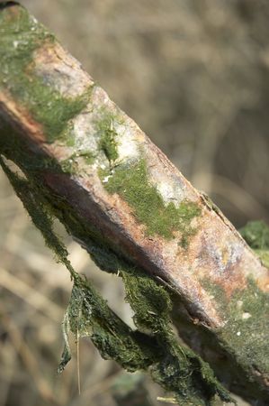A rusty old piece moss covered metal