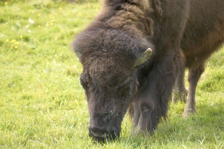 An american bison or american buffalo close up.