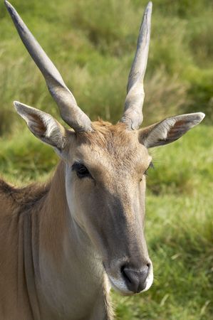 
An antelope ina wild life park in Kent, Englandの写真素材