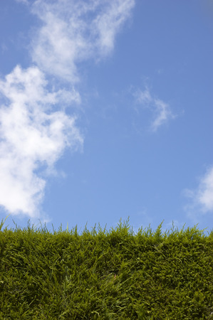 A  leylandii hedge against a cloudy sky