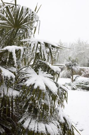 Snow on the fronds of a palm treeの写真素材