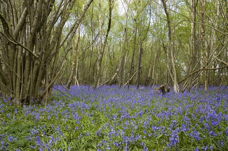 Blue bells in the woods in springの写真素材