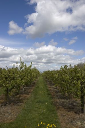 A view of an apple orchard in Kent ,England
