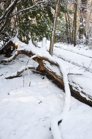 A fallen tree covered in  a layer of snowの写真素材