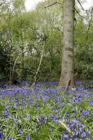 A view of bluebells in a wood at spring timeの写真素材
