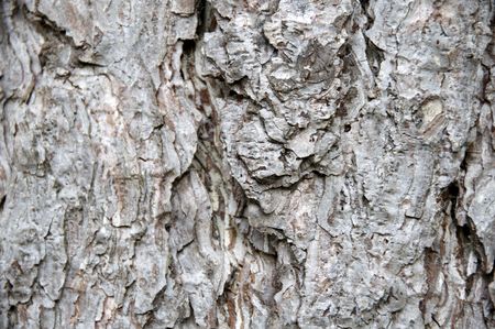 Close up detail of the texture on a tree trunkの写真素材