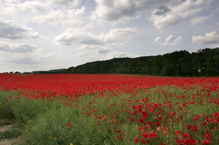 A field of poppies in the Kent countrysideの写真素材