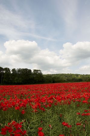 A field of poppies in the Kent countrysideの写真素材