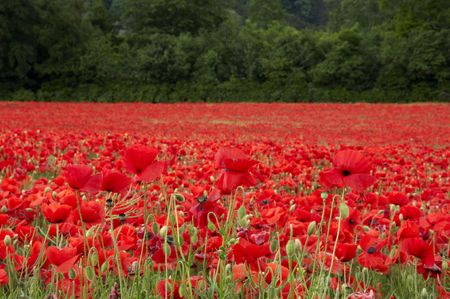 A field of poppies in the Kent countrysideの写真素材