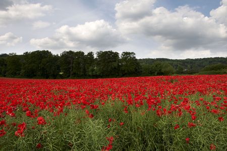 A field of poppies in the Kent countrysideの写真素材