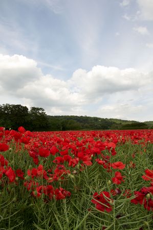 A field of poppies in the Kent countrysideの写真素材