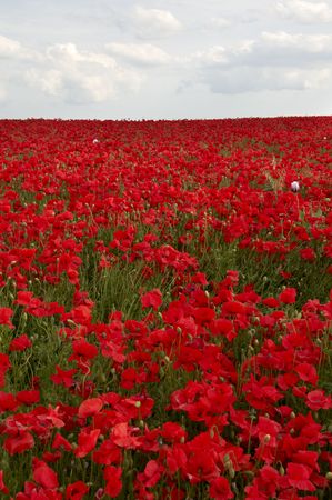 A field of poppies in the Kent countrysideの写真素材