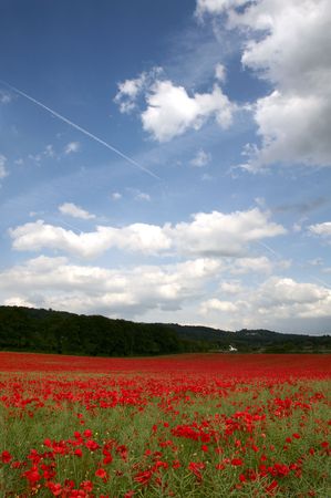 A field of poppies in the Kent countrysideの写真素材