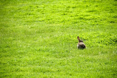 A small rabbit in a field of  grassの写真素材