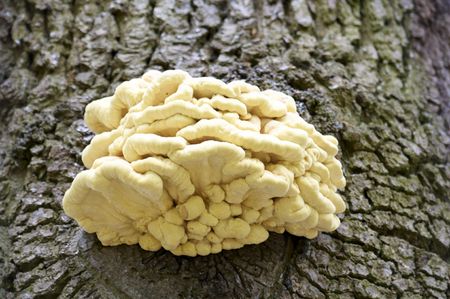 Detail of some fungus growing on a tree trunkの写真素材