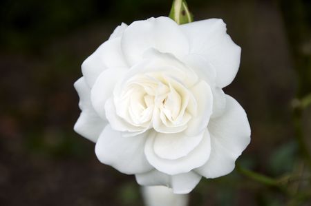 A close up detail of a white roseの写真素材