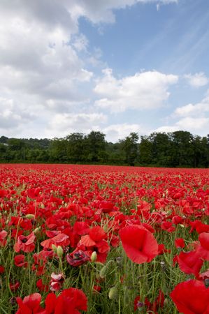 A field of poppies in the Kent countrysideの写真素材