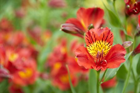 A red flower with a green backgroundの写真素材