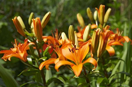 A bunch of orange lillies with a green backgroundの写真素材