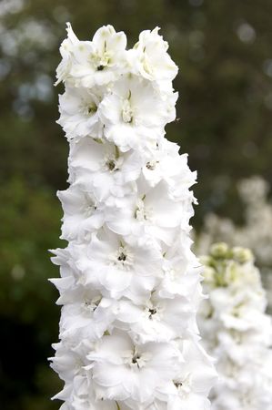 White delphiniums with a green backgroundの写真素材