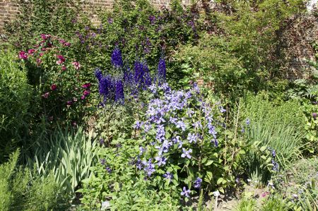 Clematis in a border of a gardenの写真素材