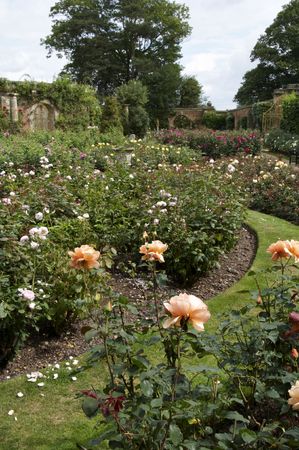 An English country rose garden in summerの写真素材