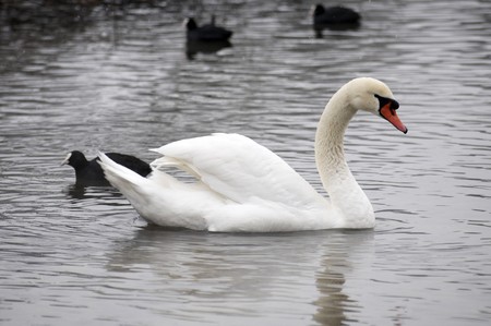 A swan on a lake in winterの写真素材