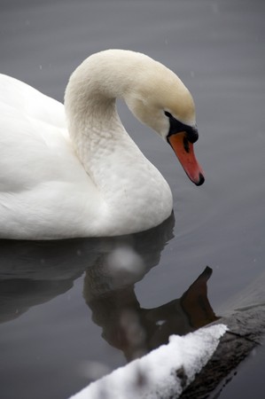 A swan on a lake in winterの写真素材