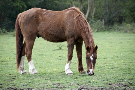 A brown horse grazing in a field9の写真素材