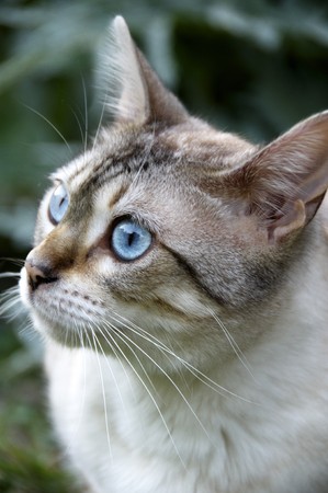A Bengal cat outside in the gardenの写真素材