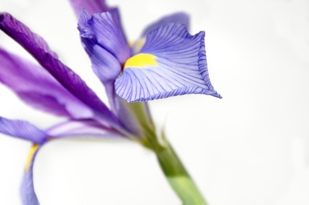 A purple and yellow Iris isolated on a white backgroundの写真素材
