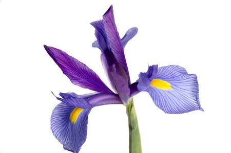 A purple and yellow Iris isolated on a white backgroundの写真素材
