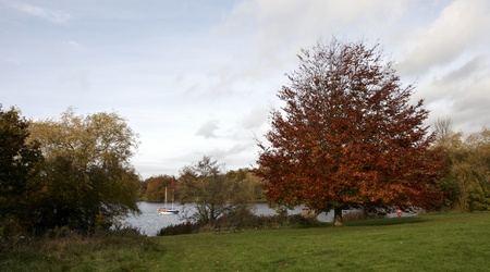 Trees in a park in Autumn