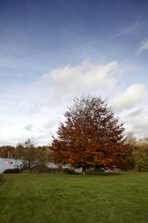 Trees in a park in Autumnの写真素材