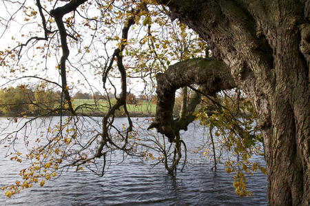 A veiw of trees iover a lake in autmnの写真素材