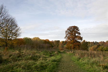 A view of a park in autumn with overcast skyの写真素材