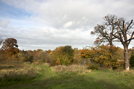 A view of a park in autumn with overcast skyの写真素材