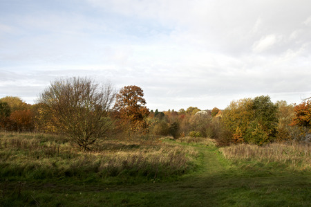 A view of a park in autumn with overcast skyの写真素材