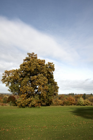 Trees in a park in Autumnの写真素材