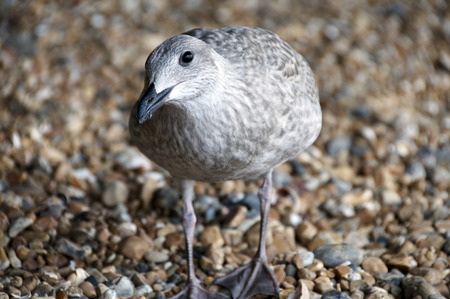 A sea gull standing on a pebble beachの写真素材