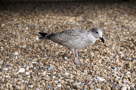 A sea gull standing on a pebble beachの写真素材