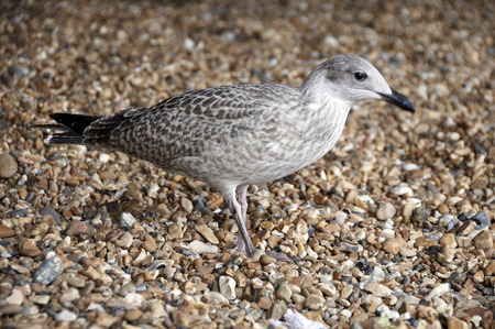 A sea gull standing on a pebble beachの写真素材