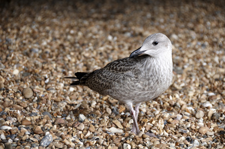 A sea gull standing on a pebble beachの写真素材