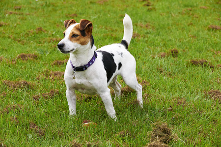A Jack Russell in a field in the summer
の写真素材