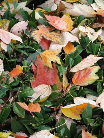 autumn leavesの写真素材