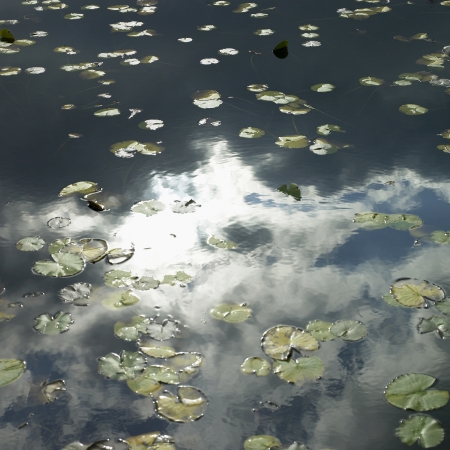 lily pads on a lakeの写真素材