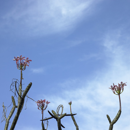 Tree with pink flowers and blue skyの写真素材