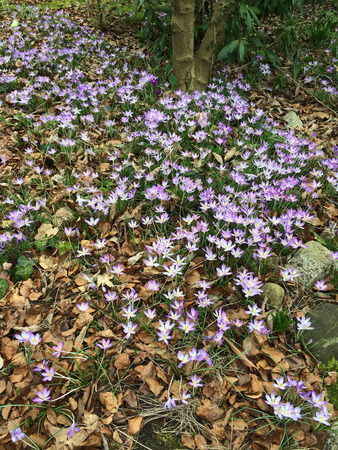 Tiny violet crocus flowers blooming in natureの写真素材