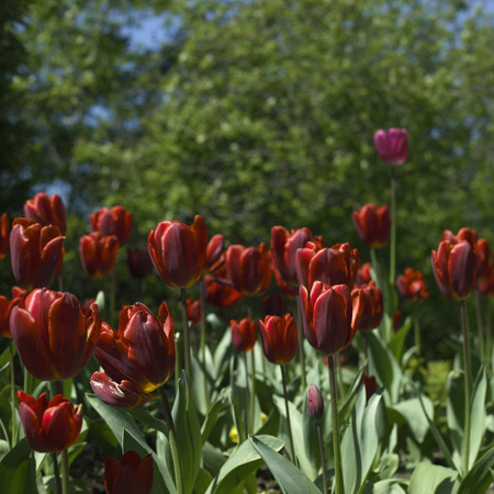 Bright red tulips with greenery in a natural gardenの写真素材