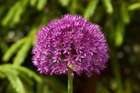 Purple flower like a ballの写真素材